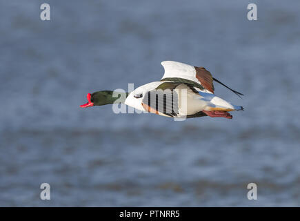 drake (Tadorna tadorna), un refuge britannique sauvage isolé en vol à mi-vol, volant au-dessus de l'eau, orienté vers la gauche. Banque D'Images