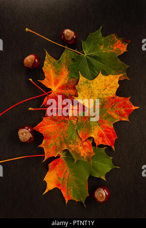 Les feuilles d'automne et conkers sur fond noir Banque D'Images