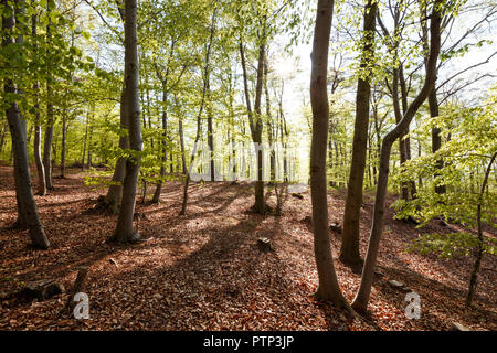 La lumière du soleil dans la forêt de feuillus, printemps Banque D'Images