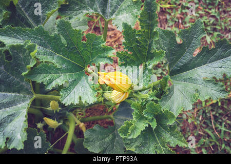 Fleur de potiron entre les feuilles vertes- Squash Blossom - Cucurbita pepo Banque D'Images