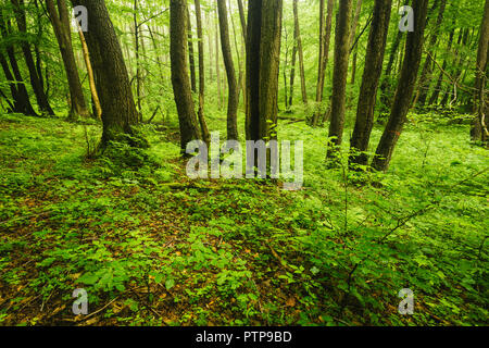 Printemps dans la belle forêt mixte Banque D'Images