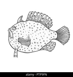 Poisson drôle leur gravure. Livre de coloriage pour enfants et adultes antistress, des pages à colorier. Hand drawn vector illustration isolé sur fond blanc. Illustration de Vecteur