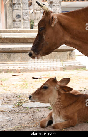 La Vache et son veau Temple à Chidhambaram Temple, l'Inde du Sud Banque D'Images