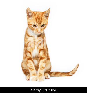 Gingembre adorable chaton tigré rouge isolé sur un fond blanc avec des oreilles comme les cornes de diable. Banque D'Images