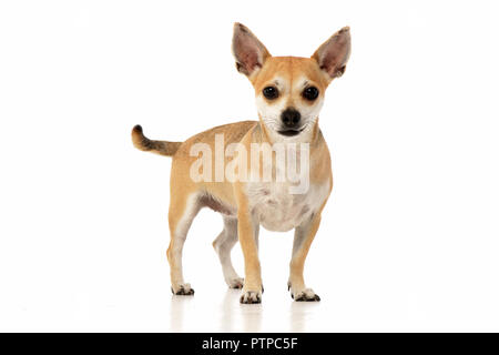 Portrait d'une adorable Chihuahua debout sur fond blanc. Banque D'Images