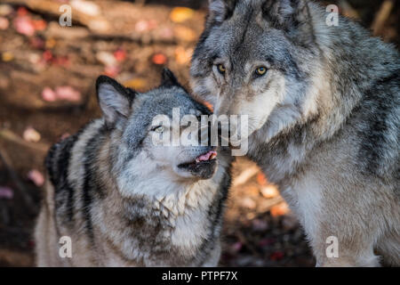 Deux loups gris de l'être affectueux à l'autre. Banque D'Images