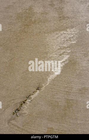 Des algues sur une plage de sable. Banque D'Images