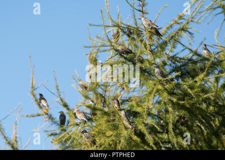 Une volée d'étourneaux assis sur un mélèze - contre le ciel bleu Banque D'Images