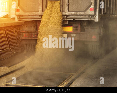 Un camion de déchargement du grain à grain d'une usine de traitement et de stockage, une installation de stockage de céréales, grains, travaille à l'atterrissage Banque D'Images