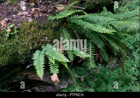 La mousse de chêne enveloppé avec beaucoup de fougères polypode commun,la forêt de Bialowieza, Pologne,Europe Banque D'Images