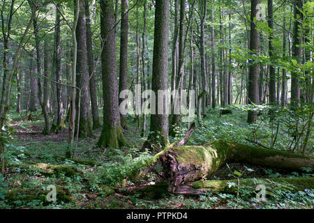 Aulne peuplement feuillu en été, la forêt de Bialowieza, Pologne, Europe Banque D'Images