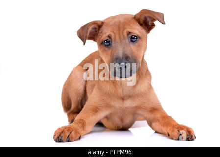 Portrait d'une adorable chiot de race mixte couché sur fond blanc. Banque D'Images