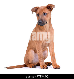 Portrait d'une adorable chiot de race mixte assis sur fond blanc. Banque D'Images