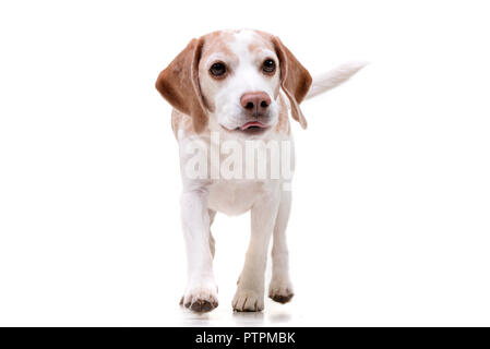 Portrait d'une adorable Beagle marche sur fond blanc. Banque D'Images