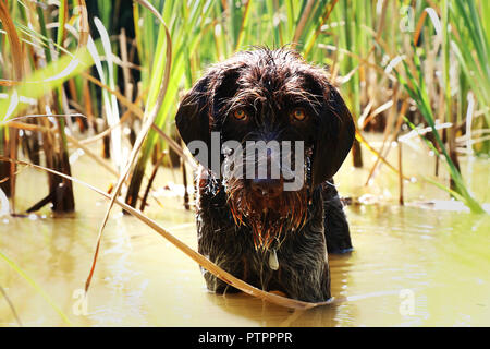 Une tête de chien mouillé au milieu de l'étang roseaux attendant sur sa branche. Bohemian le griffon à poil. Banque D'Images