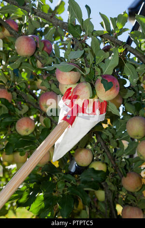 Cueilleurs de fruits Banque D'Images