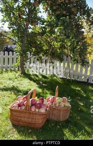 Paniers avec pommes et un frut pickers Banque D'Images
