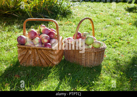 Paniers avec pommes et un frut pickers Banque D'Images