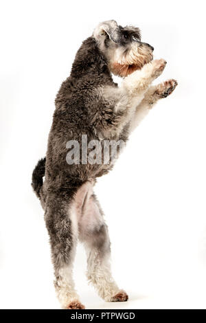 Un adorable schnauzer nain debout sur ses pattes - studio shot, isolé sur blanc. Banque D'Images