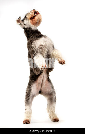 Un adorable schnauzer nain debout sur ses pattes - studio shot, isolé sur blanc. Banque D'Images