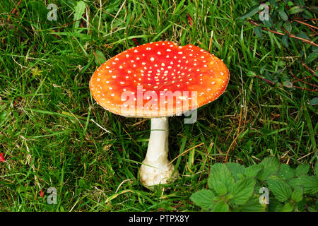 Chouette blanche, rouge toxique agaric champignon plafonné fly - John Gollop Banque D'Images