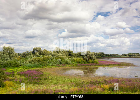 Belle vue panoramique sur le domaine de l'Oude Waal Recreatiecentrum Hesselte et dans le Ooijpolder près de Nimègue. Les nuages, le soleil, la végétation et l'eau. Banque D'Images