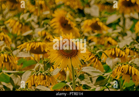 Tournesols Banque D'Images