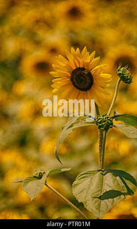 Tournesols Banque D'Images