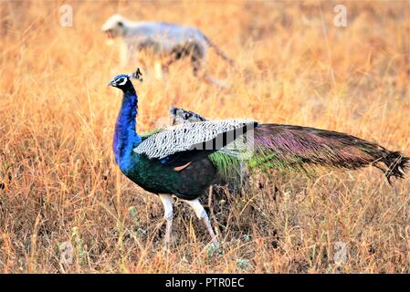 L'Inde avec Paons peacock/couleurs complète Banque D'Images