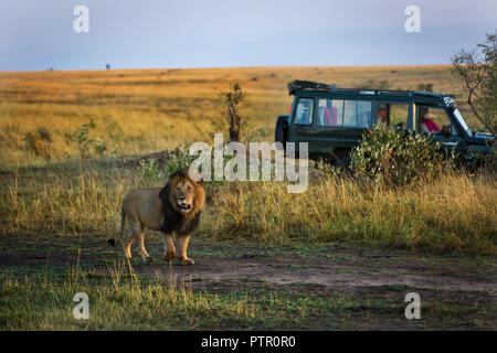 Lion avec une belle voiture à l'arrière-plan safari au Kenya, Afrique Banque D'Images