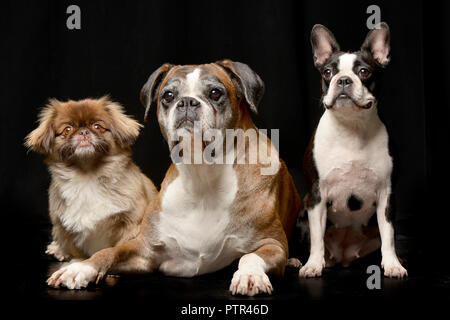Portrait de trois chien adorable (Mignon petit canard, Boxer, Boston Terrier) - isolé sur fond noir. Banque D'Images