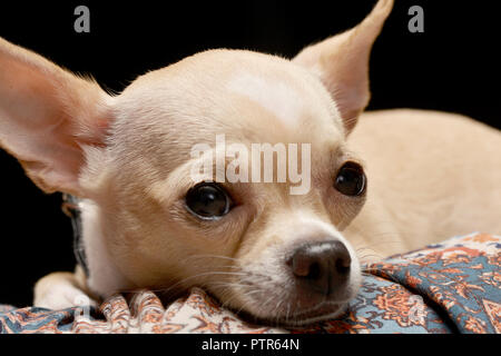 Portrait d'un adorable Chihuahua - studio shot, isolé sur le noir. Banque D'Images