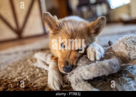 Portrait d'un jeune Shetland Sheepdog en intérieur Banque D'Images