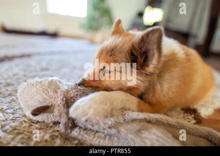 Portrait d'un jeune Shetland Sheepdog en intérieur Banque D'Images