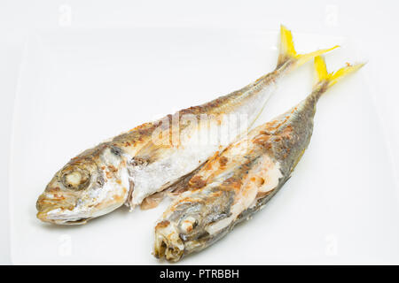 Une paire de scad, également connu sous le nom de Chinchard Trachurus trachurus,, qui ont été pris sur la tige et de la ligne de pêche en bateau dans la Manche et pan f Banque D'Images