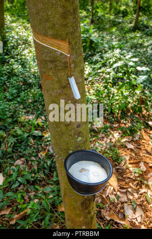 Tasse la collecte à partir de caoutchouc latex tree plantation sur Ko Mak, Thaïlande Banque D'Images