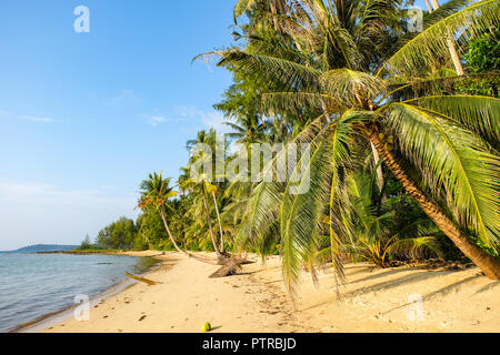 Cocotiers sur plage déserte, Thaïlande, Ko Kood Banque D'Images