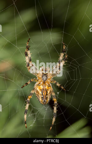 Close-up détaillé, macro shot of seul British garden spider, isolé dans web, huit pattes se propager à l'extérieur dans le jardin symétrique du Royaume-Uni. La macro photographie. Banque D'Images