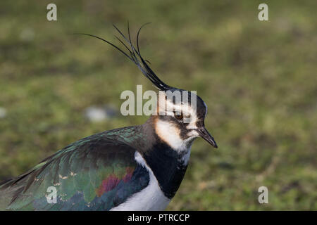 Vue latérale gros plan sur le nord sauvage du Royaume-Uni, oiseau pluvier vert (Vanellus vanellus) isolé dans l'herbe, sous le soleil d'hiver. Pluviers britanniques. Banque D'Images