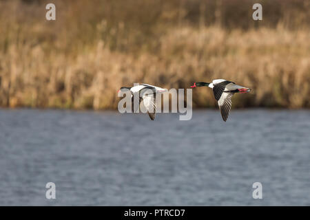 Des Shelcanards sauvages (Tadorna tadorna) isolés en vol à travers le lac d'eau douce, l'un derrière l'autre en série.Homme et femme Banque D'Images