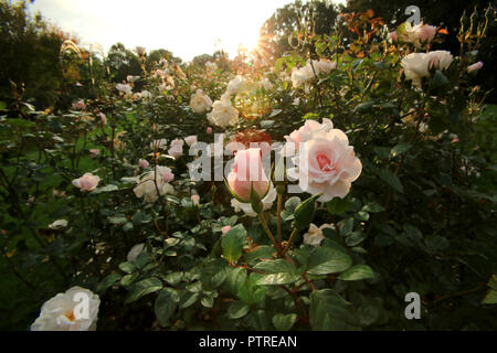 À l'automne, Sir Thomas et Lady Dixon Park dans le sud de Belfast, 10 octobre, 2018. La saison de l'année entre l'été et l'hiver, au cours de laquelle le temps devient plus frais et de nombreuses plantes entrent en dormance, s'étendant dans l'hémisphère nord à partir de l'Équinoxe au solstice d'hiver et populairement considéré inclure le mois de septembre, octobre et novembre ; l'automne. Dans l'hémisphère sud l'automne comprend Mars, Avril et Mai. Une période de maturité qui confine au déclin. Sir Thomas et Lady Dixon Park a été légué à la population de Belfast en 1959 par Lady Edith Stewart et Dixon a été d Banque D'Images