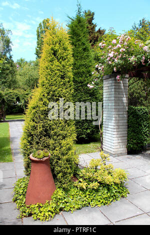 Beaux Parcs et jardins - roses et thuja poterie terracota avec dans un jardin botanique Banque D'Images