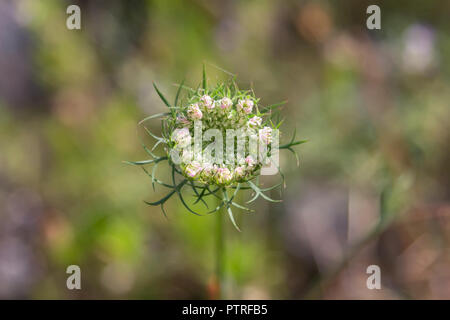 Carotte sauvage Daucus carota flower. Banque D'Images