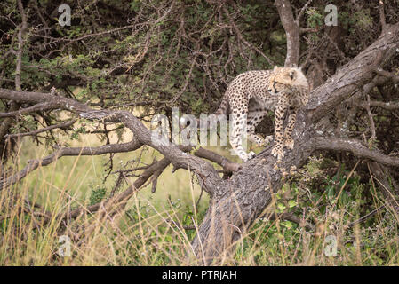 Cheetah cub se dresse sur le recul de la direction générale Banque D'Images