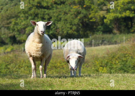 Les Moutons Brebis dans un champ de pâturage dans le Herefordshire UK en automne Octobre 2018 Banque D'Images