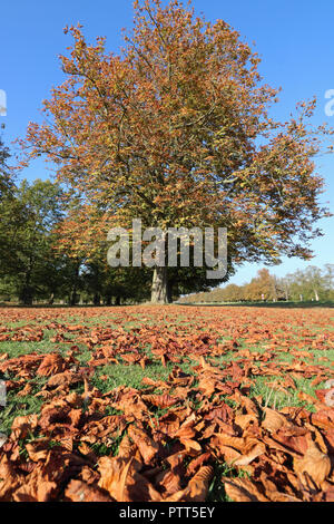 Bushy Park London England UK. 10 octobre 2018. De superbes couleurs d'automne de marronnier Feuilles et un ciel bleu vif Bushy Park à l'ouest de Londres. Credit : Julia Gavin/Alamy Live News Banque D'Images