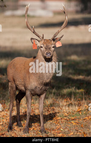 Windsor, Royaume-Uni. 10 octobre, 2018. Un cerf rouge portée à Windsor Great Park du Balmoral Estate sur un automne chaud matin durant la saison du rut. Il y a un troupeau d'environ 500 red deer dans le parc des cerfs dans Windsor Great Park, tous les descendants de quarante deux cerfs et biches introduit à partir de Balmoral Estate en 1979 par le duc d'Édimbourg. Credit : Mark Kerrison/Alamy Live News Banque D'Images