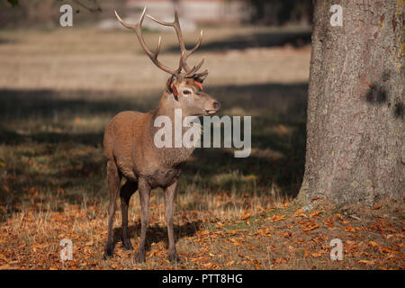 Windsor, Royaume-Uni. 10 octobre, 2018. Un cerf rouge portée à Windsor Great Park du Balmoral Estate sur un automne chaud matin durant la saison du rut. Il y a un troupeau d'environ 500 red deer dans le parc des cerfs dans Windsor Great Park, tous les descendants de quarante deux cerfs et biches introduit à partir de Balmoral Estate en 1979 par le duc d'Édimbourg. Credit : Mark Kerrison/Alamy Live News Banque D'Images