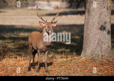 Windsor, Royaume-Uni. 10 octobre, 2018. Un cerf rouge portée à Windsor Great Park du Balmoral Estate sur un automne chaud matin durant la saison du rut. Il y a un troupeau d'environ 500 red deer dans le parc des cerfs dans Windsor Great Park, tous les descendants de quarante deux cerfs et biches introduit à partir de Balmoral Estate en 1979 par le duc d'Édimbourg. Credit : Mark Kerrison/Alamy Live News Banque D'Images