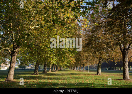 Windsor, Royaume-Uni. 10 octobre, 2018. Lignes de marronnier et Londres platanes au début de l'automne hues aux côtés de la Longue Marche dans Windsor Great Park. Credit : Mark Kerrison/Alamy Live News Banque D'Images